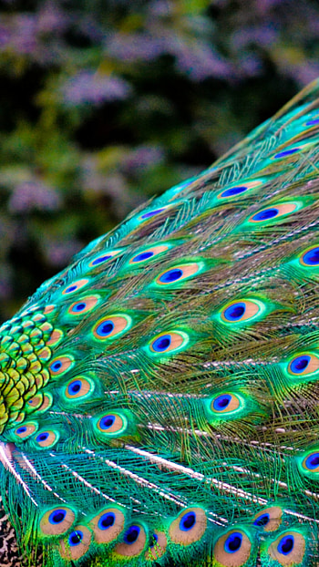 Bird , U , Feathered beauty, High-resolution background HD phone wallpaper