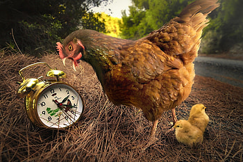 Chickens service, chicken, creative, bird, chicks, cute, funny, easter, clock HD wallpaper