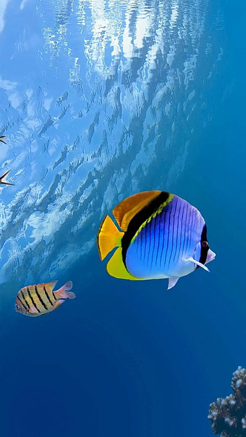 Tropical fish , Vibrant aquatic life, Beautiful underwater graphy, Exquisite marine creatures HD phone wallpaper