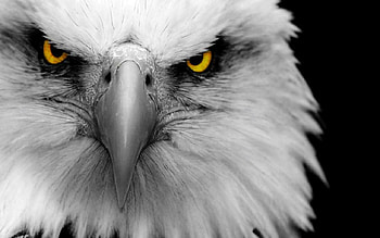 BEST OF THE BEST, eagle, crazy stuff, wow, gorgeous, eyes HD wallpaper