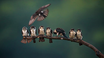 Birds, animal, Bird, fly, tree HD wallpaper