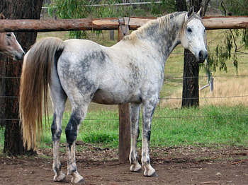 Dapple Grey Arabian, horses, grey, animals, arabian, dapple HD wallpaper