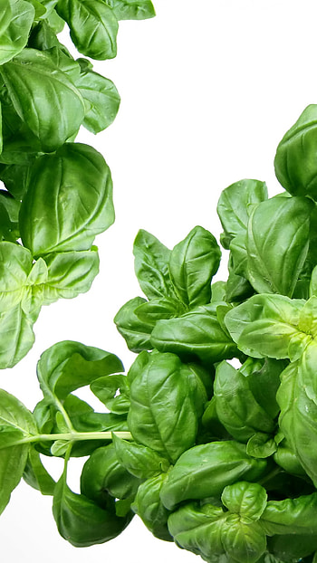 Green basil, High-resolution , and mobile, Herb HD phone wallpaper