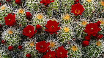 Flowers, Needle, Flower, Bloom, Flowering, Buds, Cactus HD wallpaper