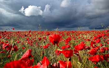 Plants, Landscape, Fields, Poppies HD wallpaper
