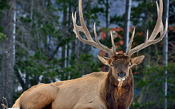 Animals, Forest, Sight, Opinion, Deer, Horns HD wallpaper