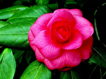 perfectly pink flower, pink, nature, green, flower HD wallpaper