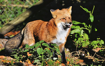 Fox, cute, animal, forest HD wallpaper