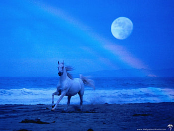 Horse, blue, horses HD wallpaper