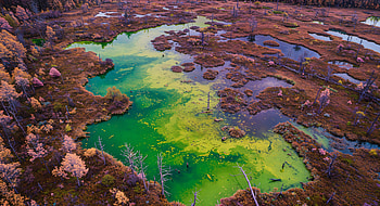 Vibrant Marsh Serenity - Ultra, marsh, landscape, nature HD wallpaper