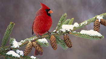 Northern Cardinal HD wallpaper