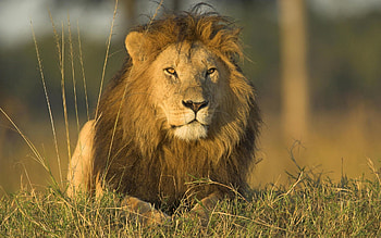 Animals, Grass, Fluffy, Lion, Predator, Big Cat, Mane, King Of Beasts, King Of The Beasts HD wallpaper