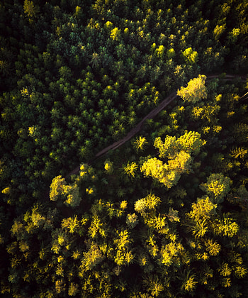 Nature, Trees, View From Above, Road, Forest HD phone wallpaper
