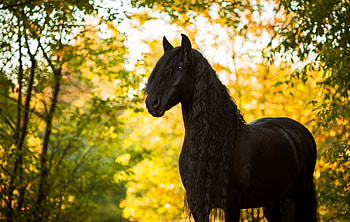 ❤, animal, autumn, horse, leaves HD wallpaper