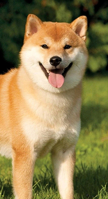 Hokkaido Dog, Perros y cachorros, Perros cachorros HD phone wallpaper
