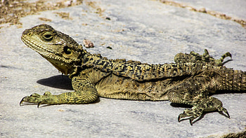 Animals, Lizard, Reptile, Cyprus HD wallpaper