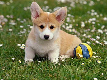 Animals, Dogs HD wallpaper