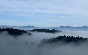 Nature, Trees, Sky, Fog HD wallpaper