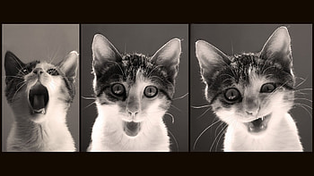 Grumpy Cat Meme - afari HD wallpaper