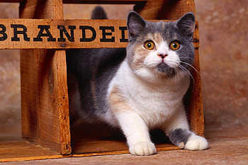 Animals, Cat, Striped, Fat, Thick HD wallpaper
