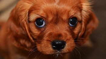 Cute puppy , Adorable animal, High-quality , Cute puppy HD wallpaper