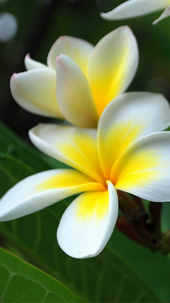 Frangipani flower , Exotic blooms, Tropical paradise, Floral elegance HD phone wallpaper