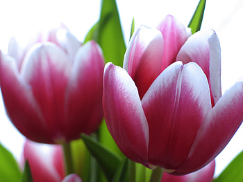 flower, blue HD wallpaper