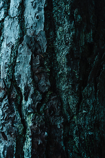 Dark, Wood, Tree, Texture, Textures, Surface, Relief, Bark, Raised HD phone wallpaper