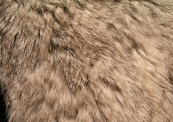 Texture, bunny, fur, skin, rabbit, brown HD wallpaper