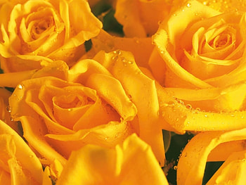 Plants, Flowers, Roses HD wallpaper
