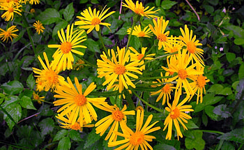 Flowers, Greens, Flower Bed, Flowerbed HD wallpaper