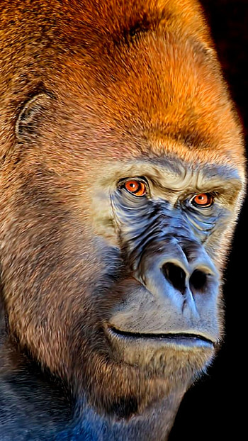 Most popular gorilla , Wildlife enthusiasts' choice, Stunning backgrounds, Impressive collection HD phone wallpaper