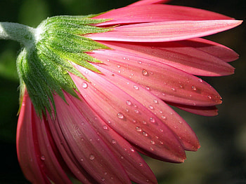 Pink, Drops, Flower, Macro, Petals, Dew HD wallpaper