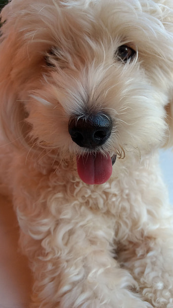 Bob, amor, natural, animal, natureza, cachorro, dog, familia HD phone wallpaper