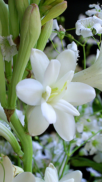 White Flowers, Beautiful HD phone wallpaper