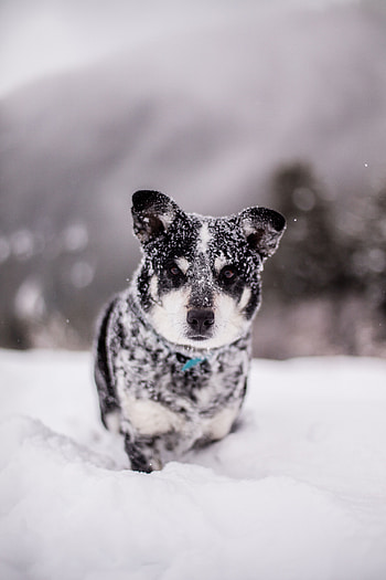 Funny, Animals, Snow, Dog, Muzzle, Wet, Snowdrift HD phone wallpaper
