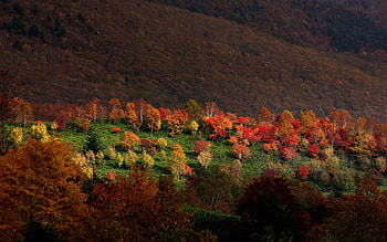 Nature, Trees, Grass, Mountains, Autumn HD wallpaper