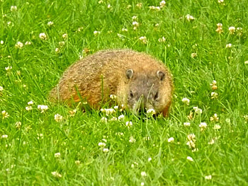 a visiting groundhog, animals, grounghog, nature, rodent, wild HD wallpaper