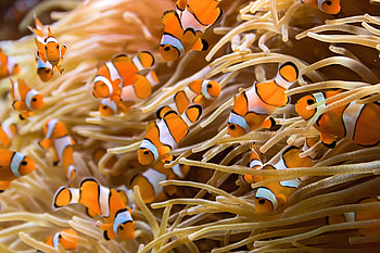 Sea Anemones, What they eat, Cuteness HD wallpaper