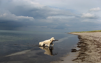 Playful Dog, dog, sweet, sea, white, sand, dogs, cute, beautiful, beach, playful, animals, clouds, nature, sky, lovely, ocean HD wallpaper