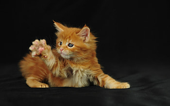 Funny Cat, kitten, kitty, resting, red HD wallpaper