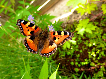 Grass, Leaves, Macro, Butterfly HD wallpaper