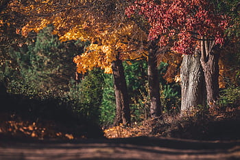 A tranquil autumn scene with vibrant colored leaves on trees in a forest path. HD wallpaper