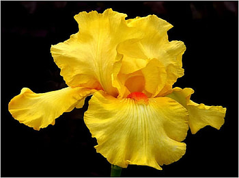 Yellow Iris, iris, petals, yellow, flower, beautiful, stamen, orange HD wallpaper
