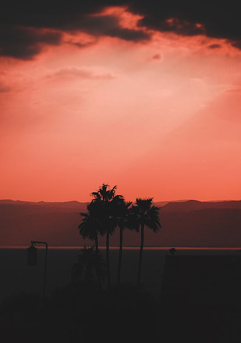 Twilight, Palms, Dark, Dusk, Outlines HD phone wallpaper