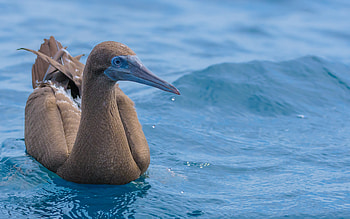 Brown Booby, animal, bird, water HD wallpaper