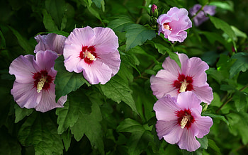 Hibiscus, pink, nature, flowers HD wallpaper