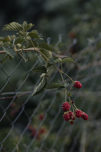 Food, Raspberry, Berries, Branch HD phone wallpaper