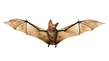 Bat, animal, halloween, liliac, wings, white HD wallpaper