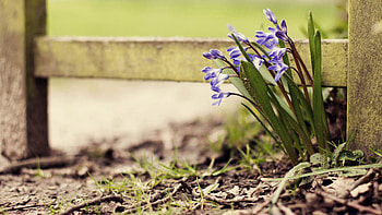 Flowers, Grass, Plant, Bloom, Flowering HD wallpaper